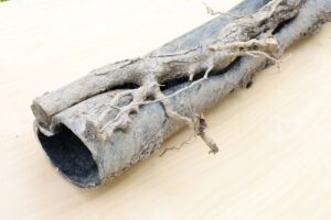 /tree-roots-sewer-line-genoa-il